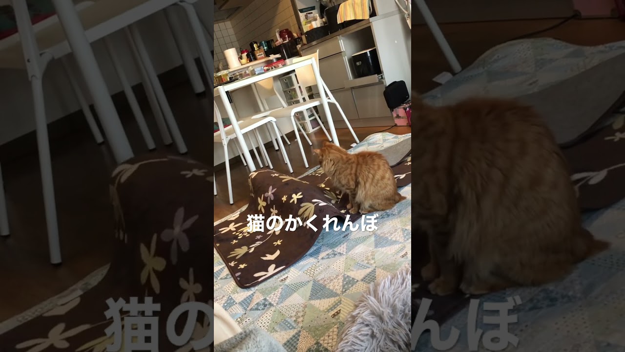 #猫#保護猫#猫のいる暮らし#先住猫#新入猫#譲渡会#cat#ネコ#ねこ#猫好き#茶トラ#黒猫#鍵尻尾#ボブテイル#茶トラ女子部