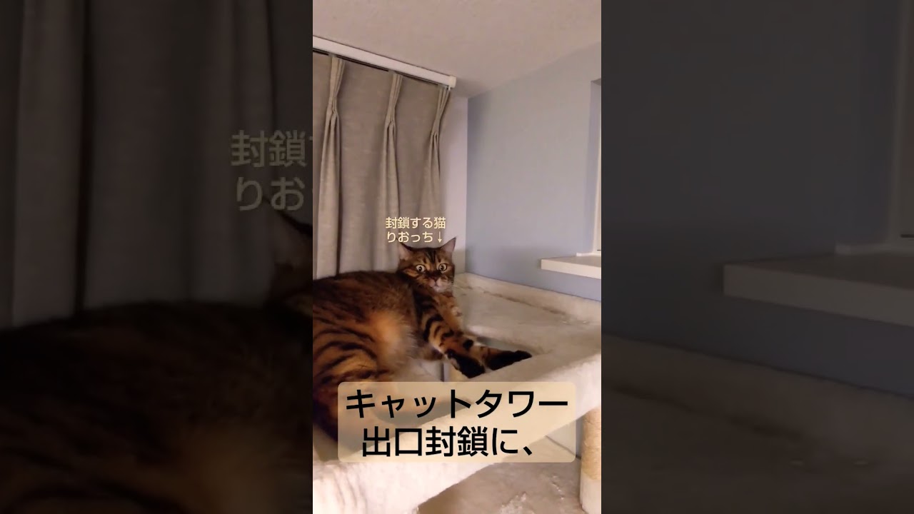 出口封鎖にタジタジ猫①　#shorts