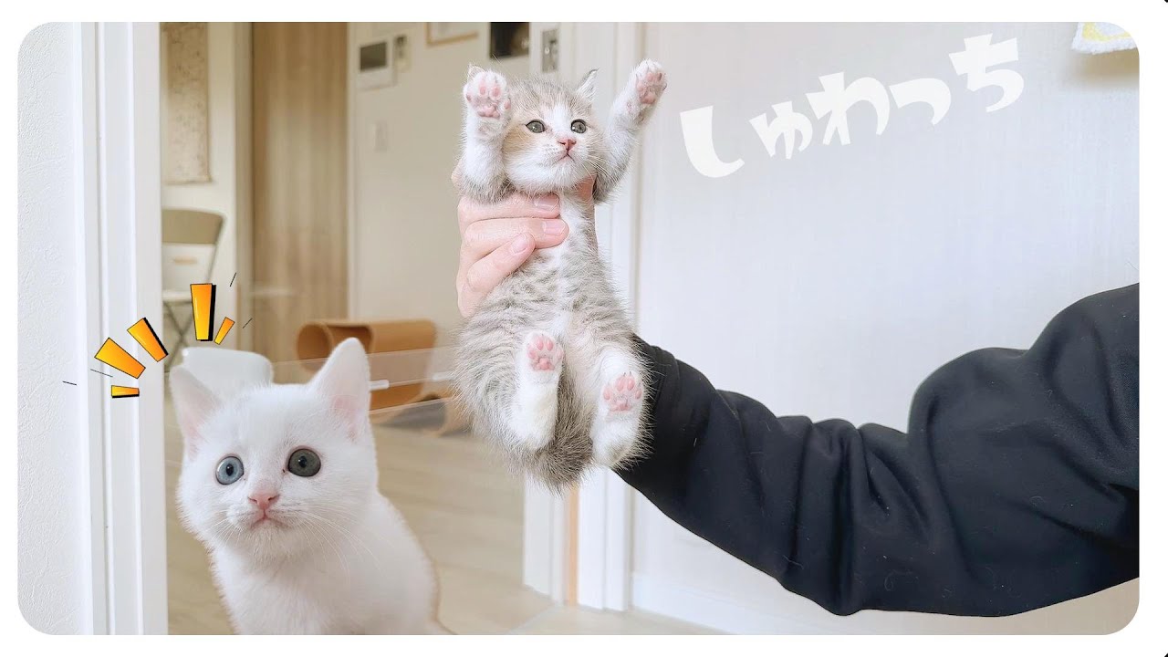 子猫ふたりアクリル越しで遊ぶよ★カリカリフードをチャレンジしてみたよ【保護猫生活33日目】2部