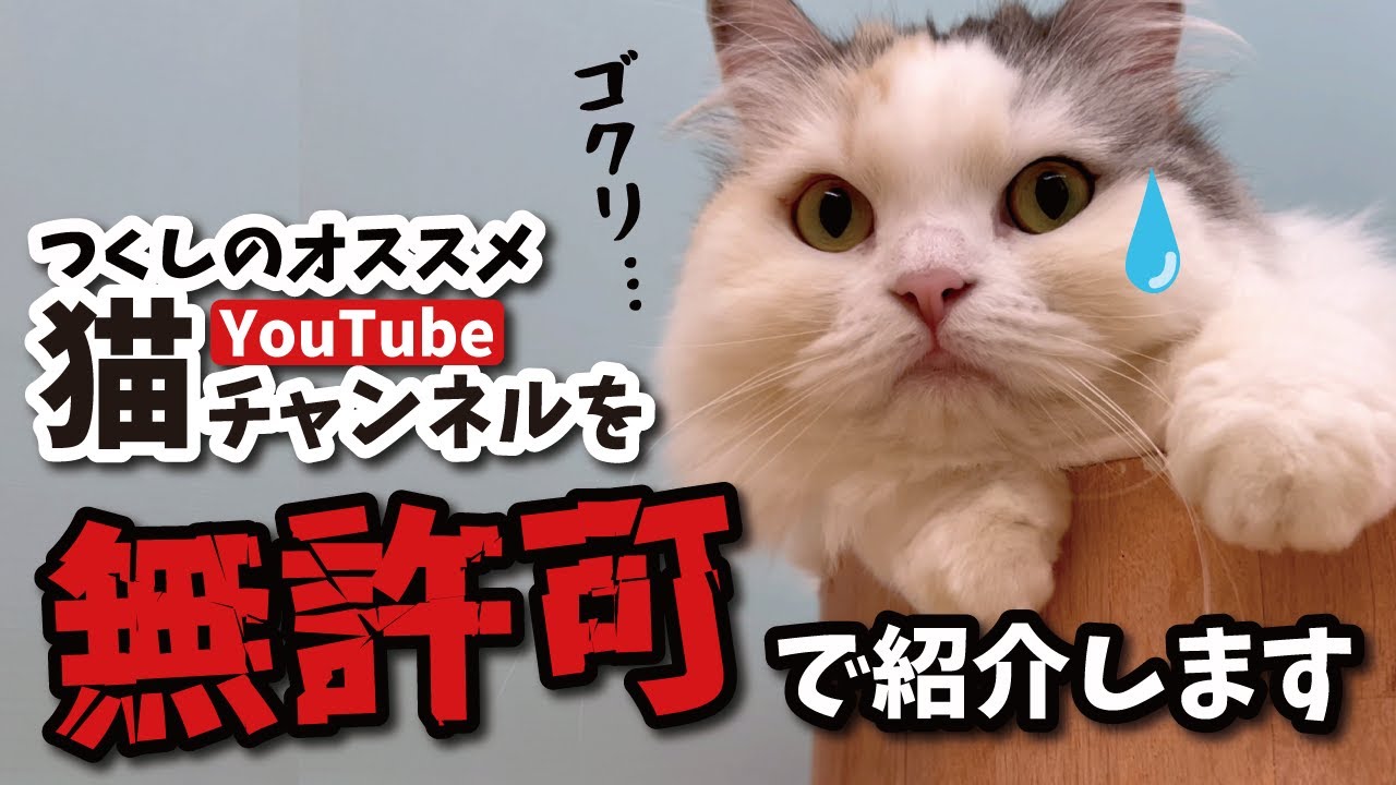 勝手に大好きな猫YouTubeチャンネルを紹介してみた…【関西弁でしゃべる猫】【猫アテレコ】