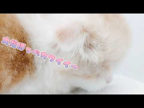 【スコティッシュフォールド】ナデナデして！