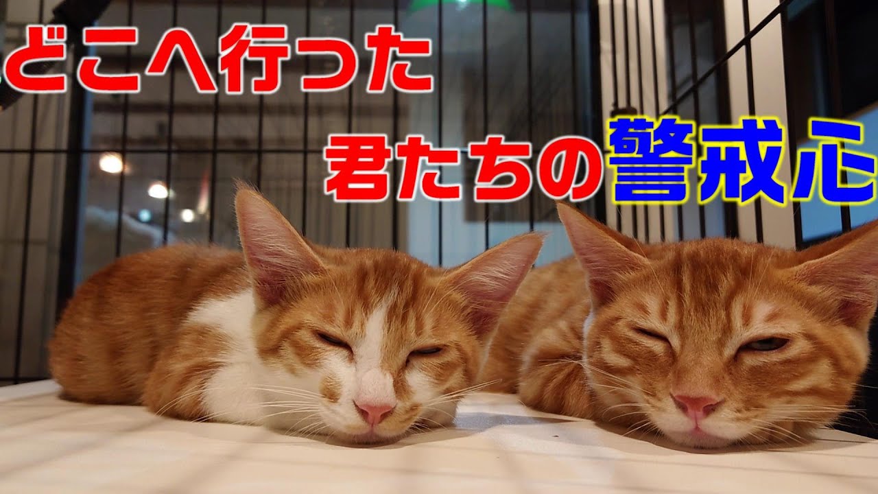 どこへ行った君たちの警戒心、三毛子猫がいなくなった翌日の茶色子猫ズの話