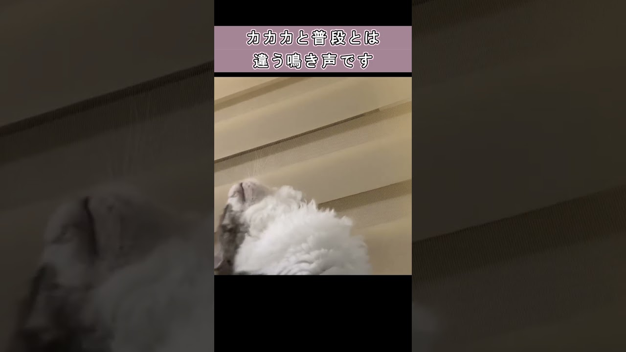 カカカッ　#shorts　#ラガマフィン