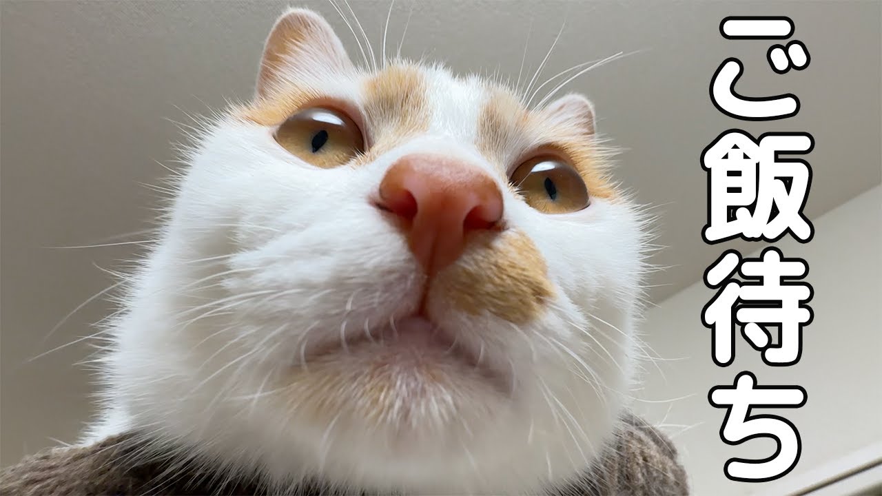 ご飯30分前の猫たちの過ごし方はこんな感じです！
