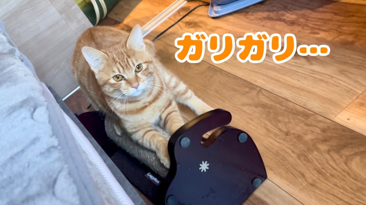 【保護猫】子猫の爪とぎに関する悩みを聞いてください…