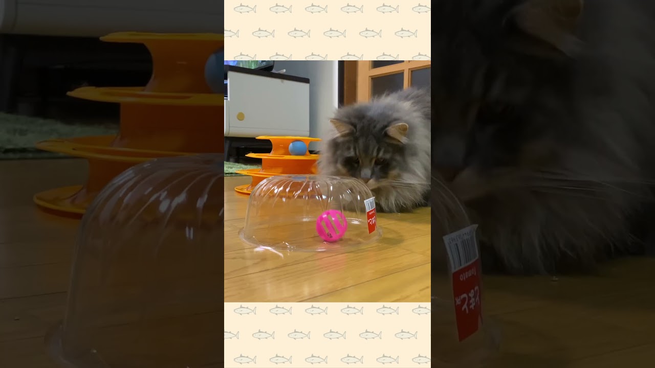 秒でできる即席おもちゃをあげてみた！【猫・サイベリアン】 #shorts