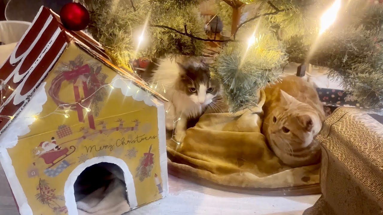 クリスマスプレゼント第二弾は手作りの... #猫 #マンチカン