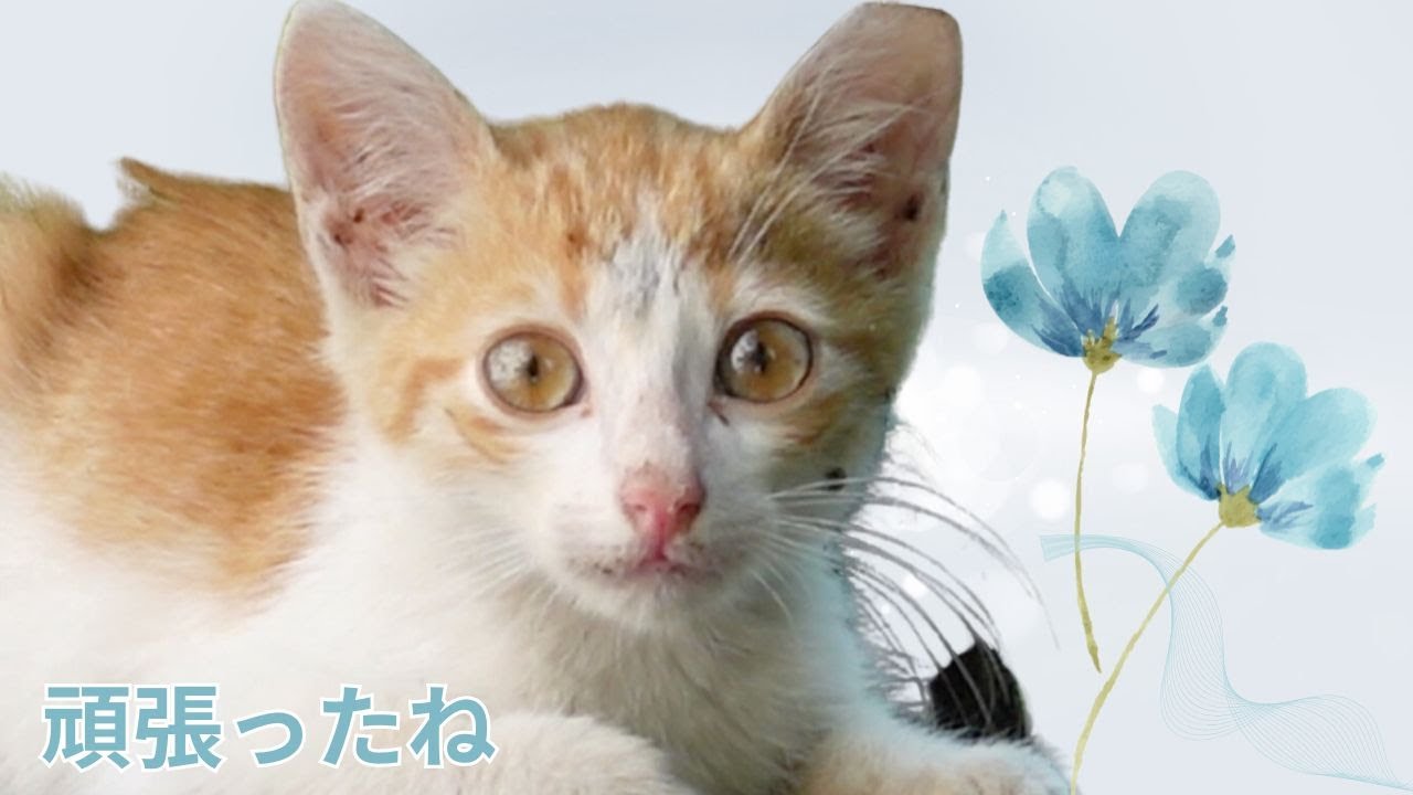 悲しいご報告　虹の橋へ　子猫とのお別れ
