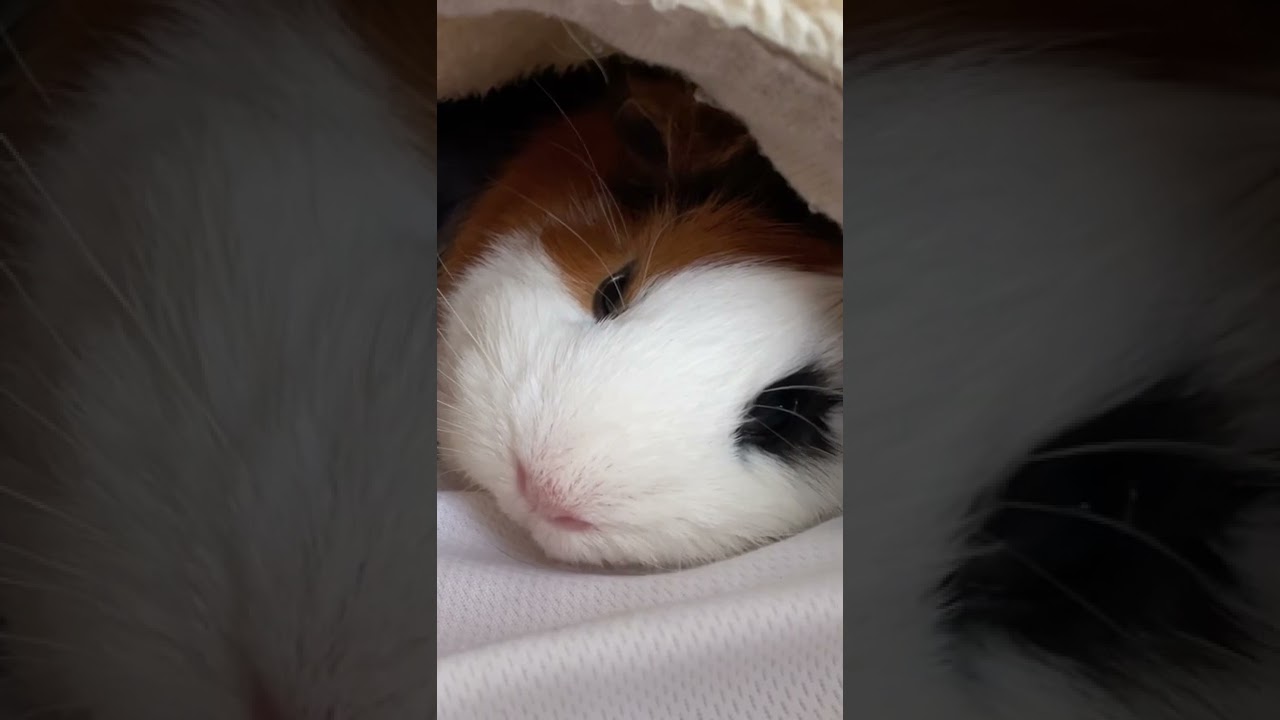ある日のお昼寝モルモット#モルモット#アビシニアン #寝る