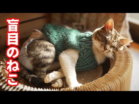 前のお気に入り場所が今ではパツパツだった目の見えないねこ