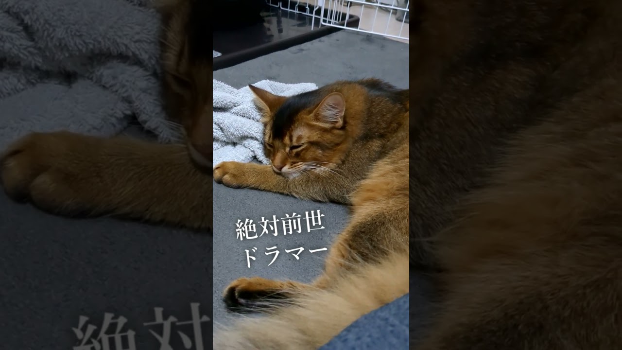 絶対に前世ドラマー🐱#猫 #cat #고양이 #cat #ソマリ