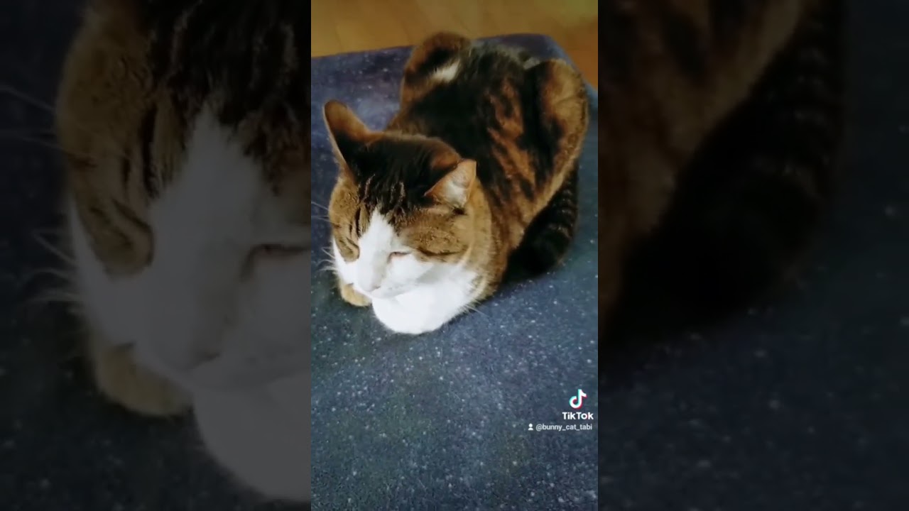 眠いスフィンクス役 (=^×^=) sleepy sphinx cat