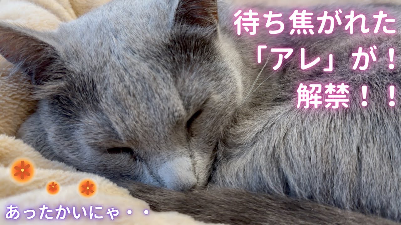 「アレ」＋そらちゃん＝最高に可愛い❤️（ロシアンブルー）