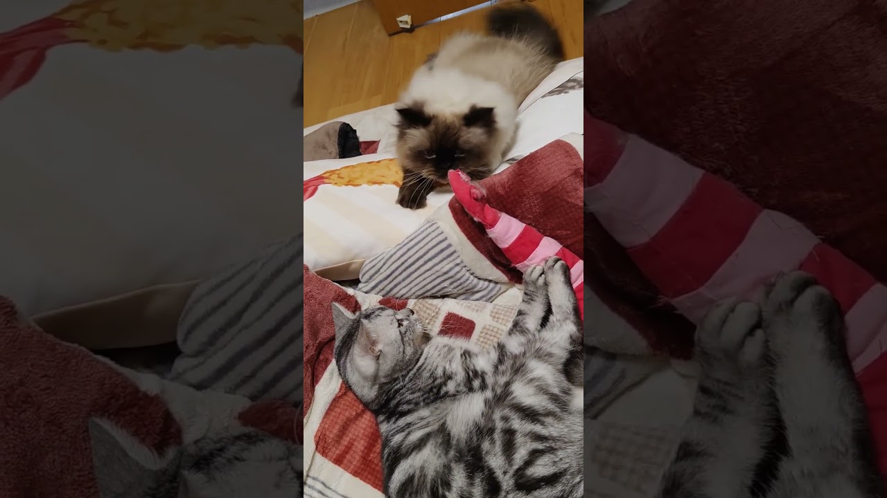 1つのけりぐるみで遊ぶ猫たち #cat #ヒマラヤン #ねこ