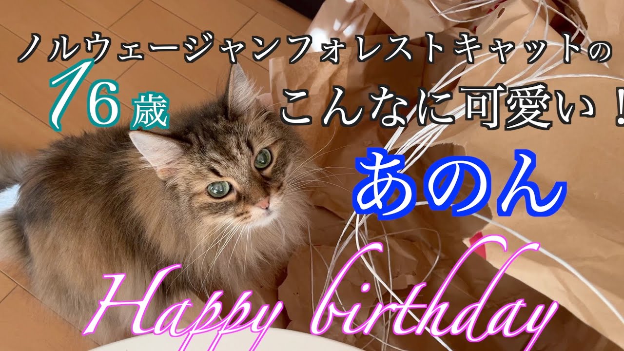ノルウェージャンの16歳はこんなに可愛い☆ノルウェージャンフォレストキャット
