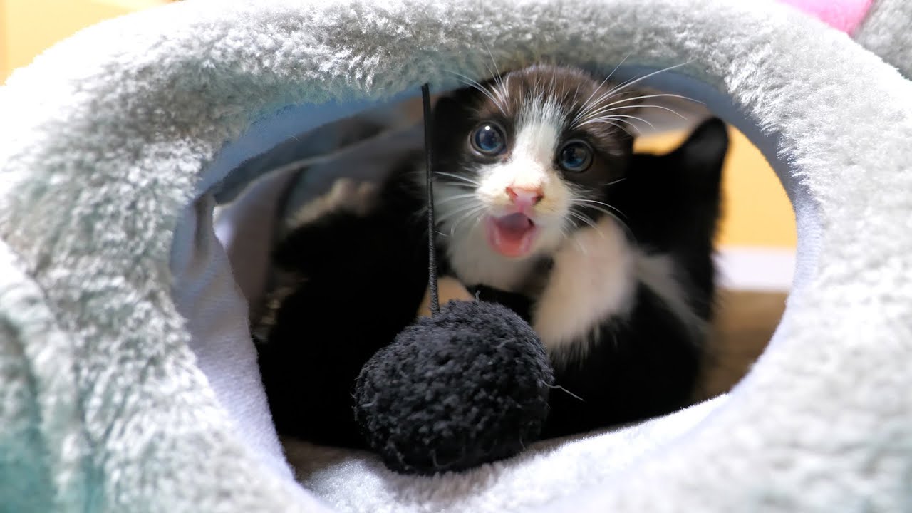 ねずみ洞窟ベッドで遊ぶ子猫達がとにかく楽しそう🐈🐈🎵【道路のずぶ濡れ子猫保護5日目】