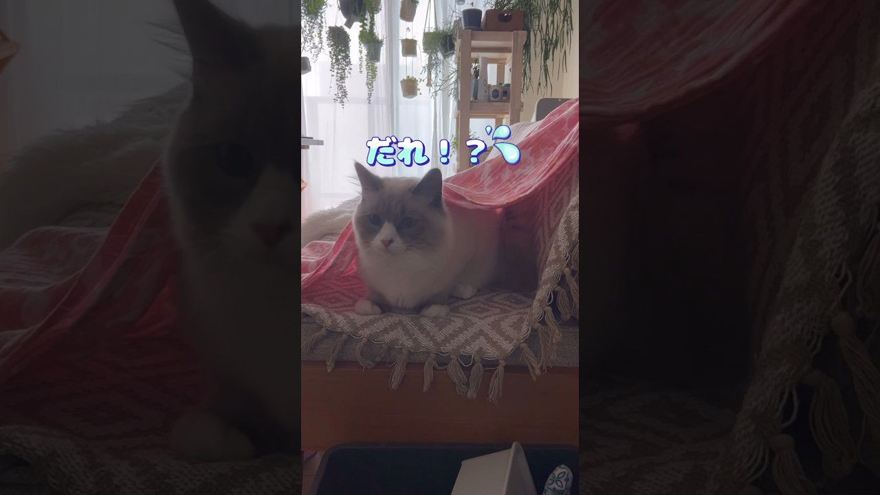 だれ！？ #shorts #猫動画 #サイベリアン #アビシニアン #cat #まな猫
