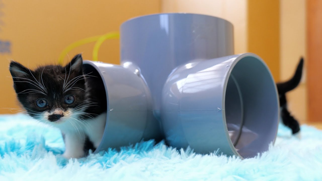 ミルクの後は塩ビトンネル遊び🐈🐈【道路のずぶ濡れ子猫保護5日目】
