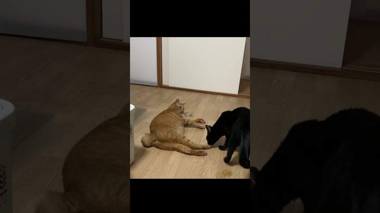 【茶トラ】【黒猫】毛づくろいしてあげたいクルーと、絶対させないジラフのいつもの光景#shorts