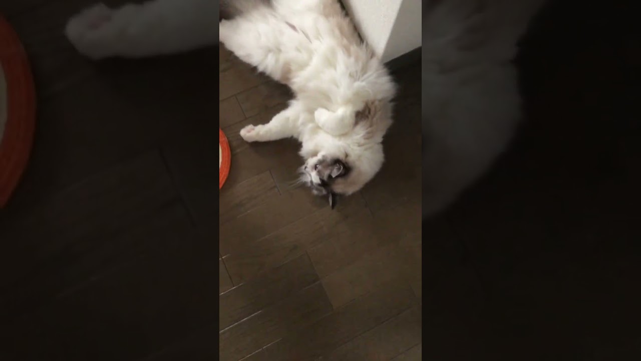 甘えん坊ラグドールのだらしないところ#shorts