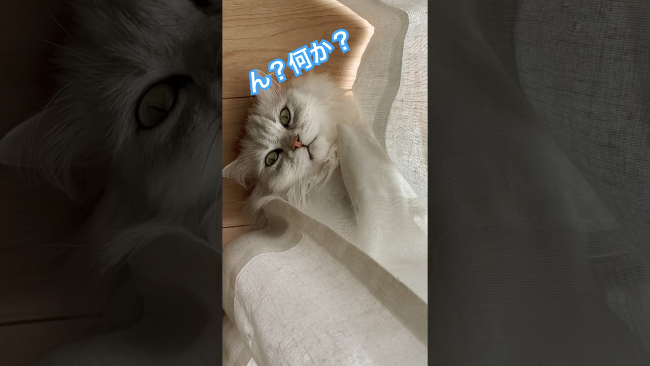 【猫動画】カーテンそよそよ🍃　#shorts #ショート#癒しねこ#ペルシャ猫#チンチラシルバー