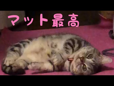 マンチカンピノのマットでごろごろ マンチカン 子猫 Kitten of Munchkin