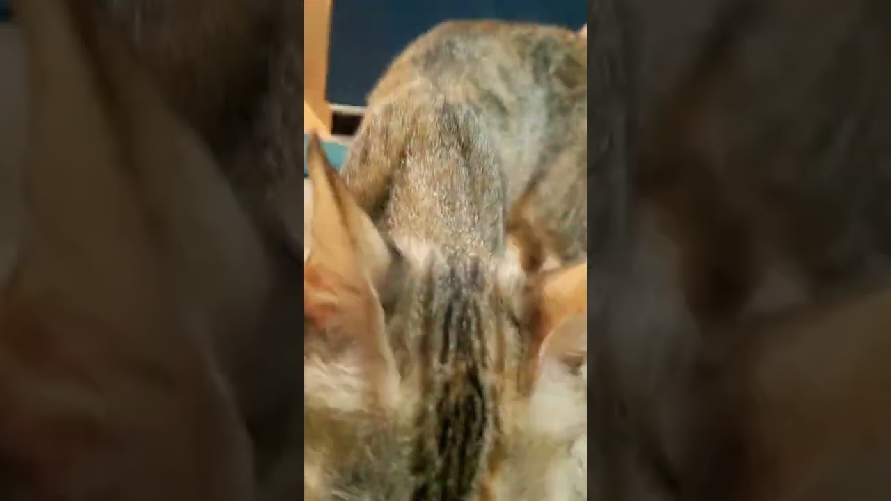 Brown cats loving lovers #shorts #policepower #love #catlover #baby #shorts #trending .
