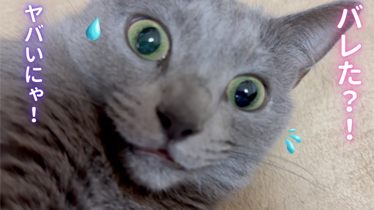 肉球の可愛さに翻弄されるママ（ロシアンブルー）