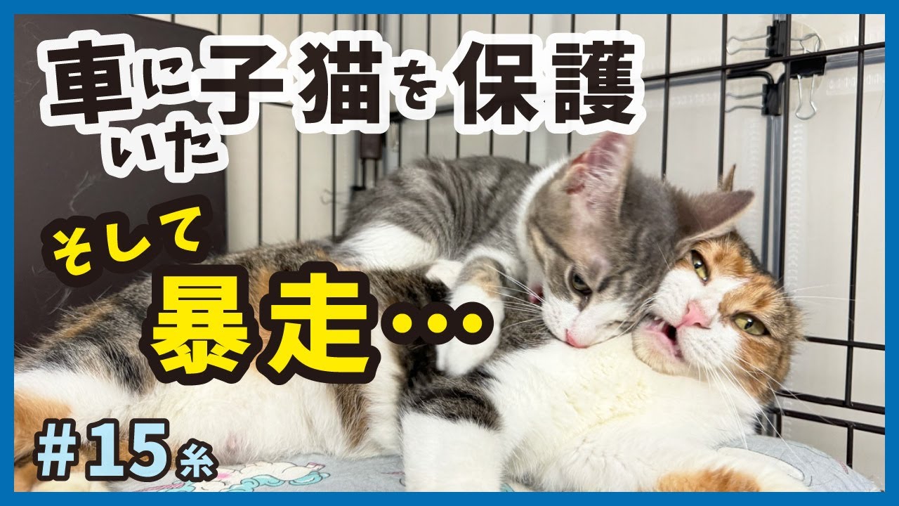 【衝撃 子猫が暴走】保護した子猫は、みんなのママにも威嚇されるモフモフ暴走にゃんこでした・・・。【保護猫・糸15】/cat and police