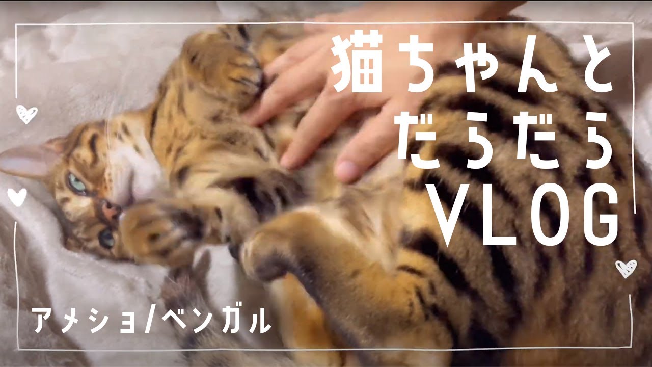 出勤前Vlog🐈猫ちゃんとだらだら　アメリカンショートヘアー/ベンガル猫