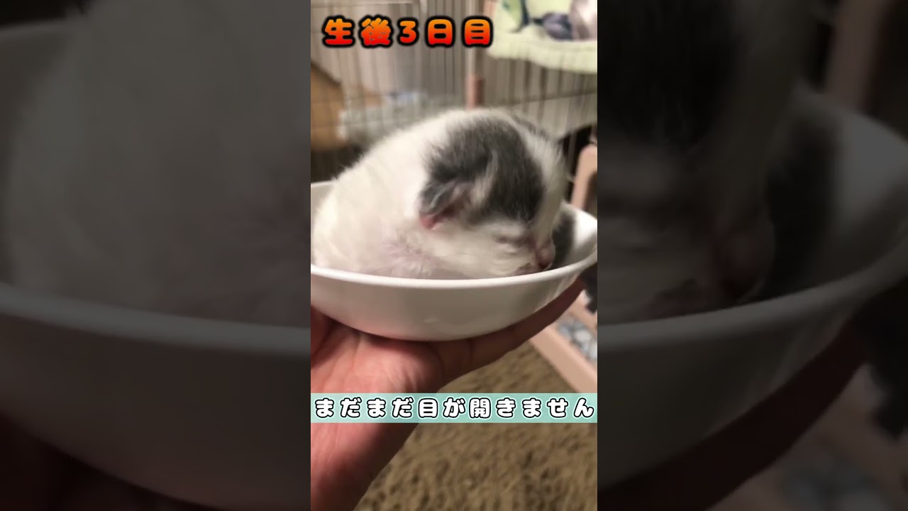 【生後3日目の仔猫】　#shorts　#ラガマフィン　#仔猫