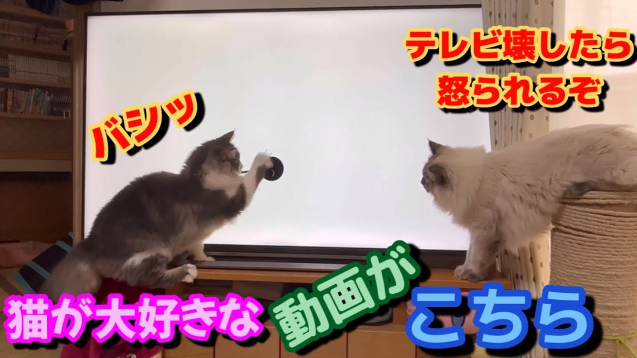 テレビに猫パンチ炸裂！　もふもふのサイベリアンの三つ子の子猫たち　猫が好きな動画 猫専用動画 日常　siberian kitten
