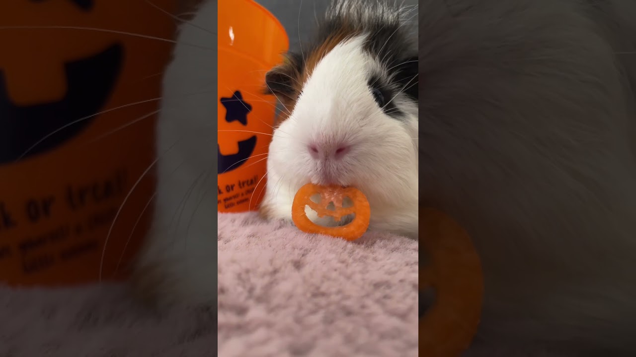HAPPY HALLOWEEN🎃🐹#モルモット #guineapig #アビシニアン #イングリッシュ #小動物
