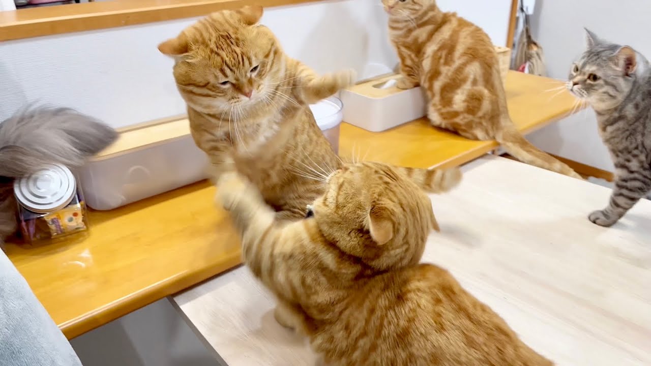 マンチカン同士の戦いに決着はない！ #猫 #マンチカン