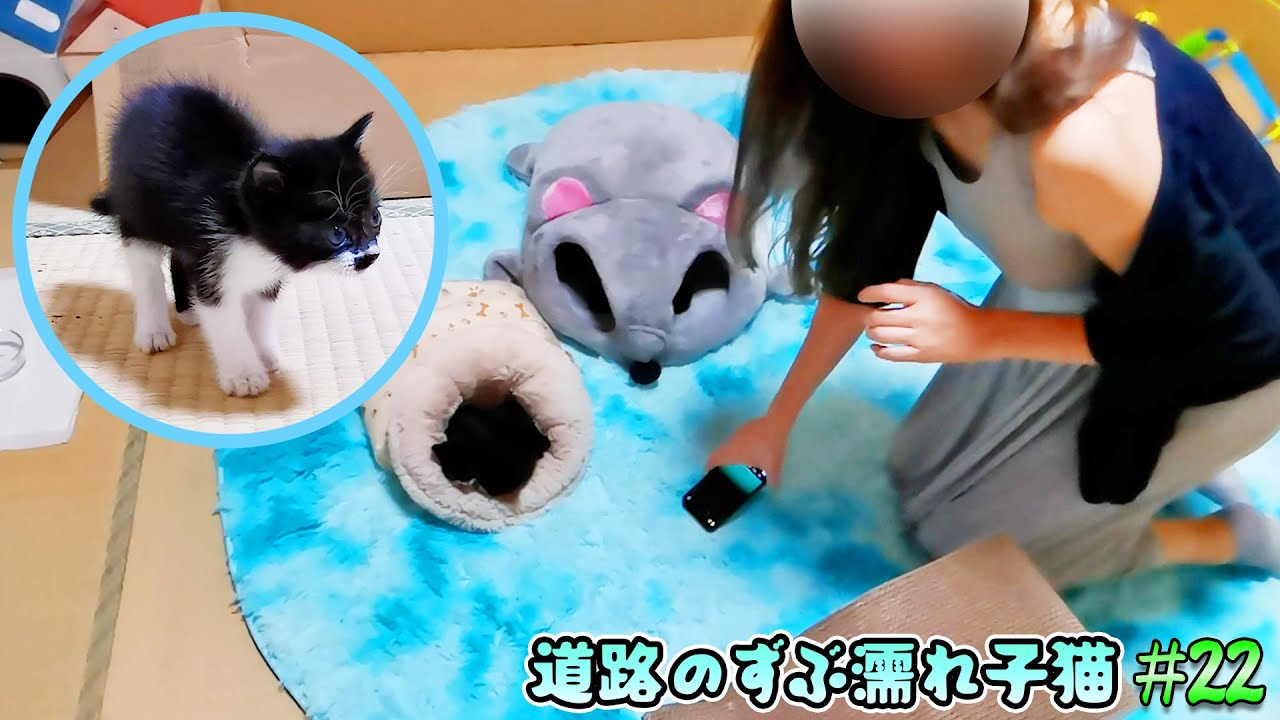 子猫と久しぶりに対面した妻の禁断スイッチが入り、黒鼻ちゃんが！白鼻ちゃんが‼【道路のずぶ濡れ子猫 #22】