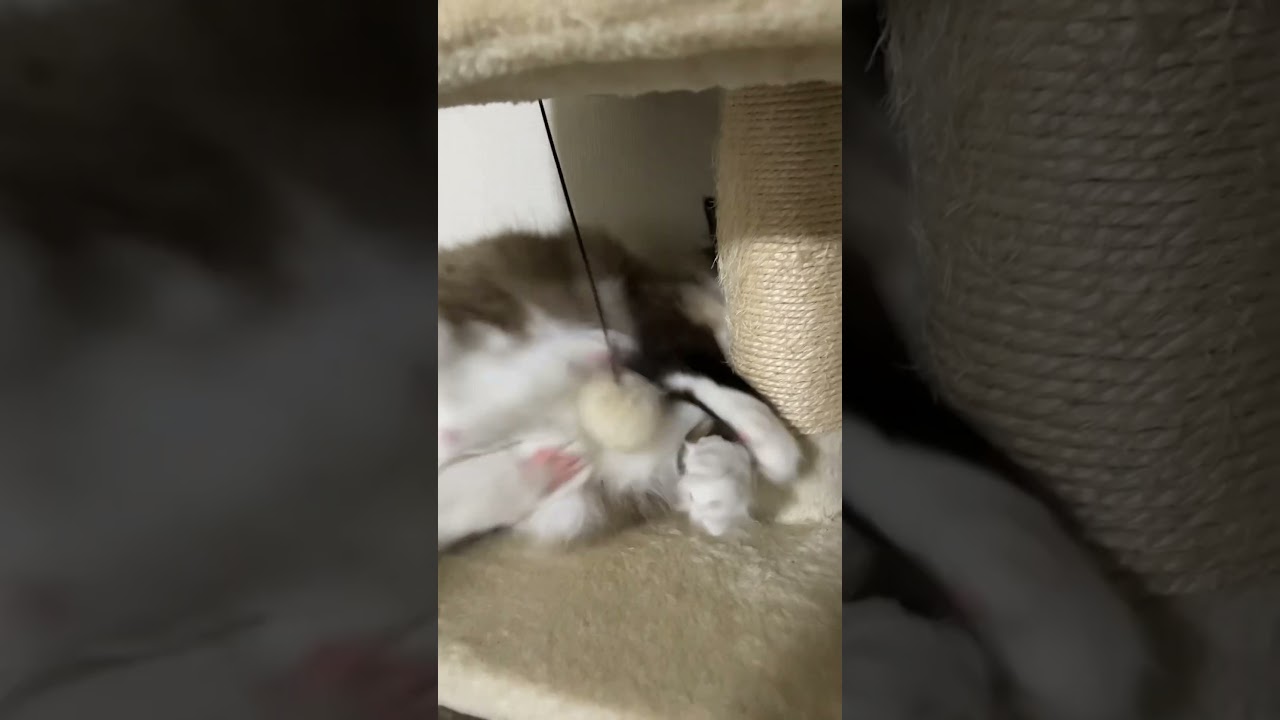 キャットタワーでくつろぐたぬきに似た先住猫 #ラグドール #もふもふ #ねこのいる生活 #ragdoll