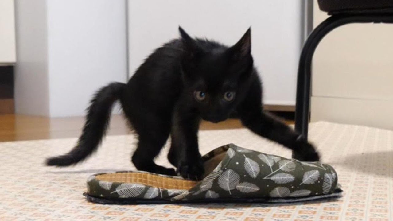 スリッパに入れなくて怒ってしまった子猫【赤ちゃん猫　保護猫】