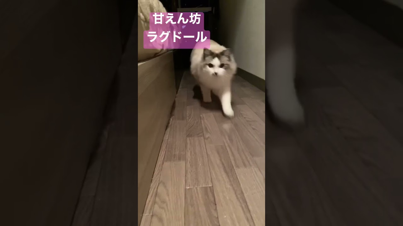 甘えん坊ラグドールの突撃#shorts