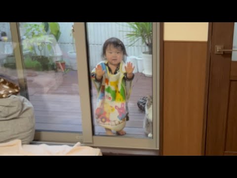 オオカミ少年化した娘に巻き込まれて部屋に戻れなくなった猫　ノルウェージャンフォレストキャット　Cat can't go back to room because of child