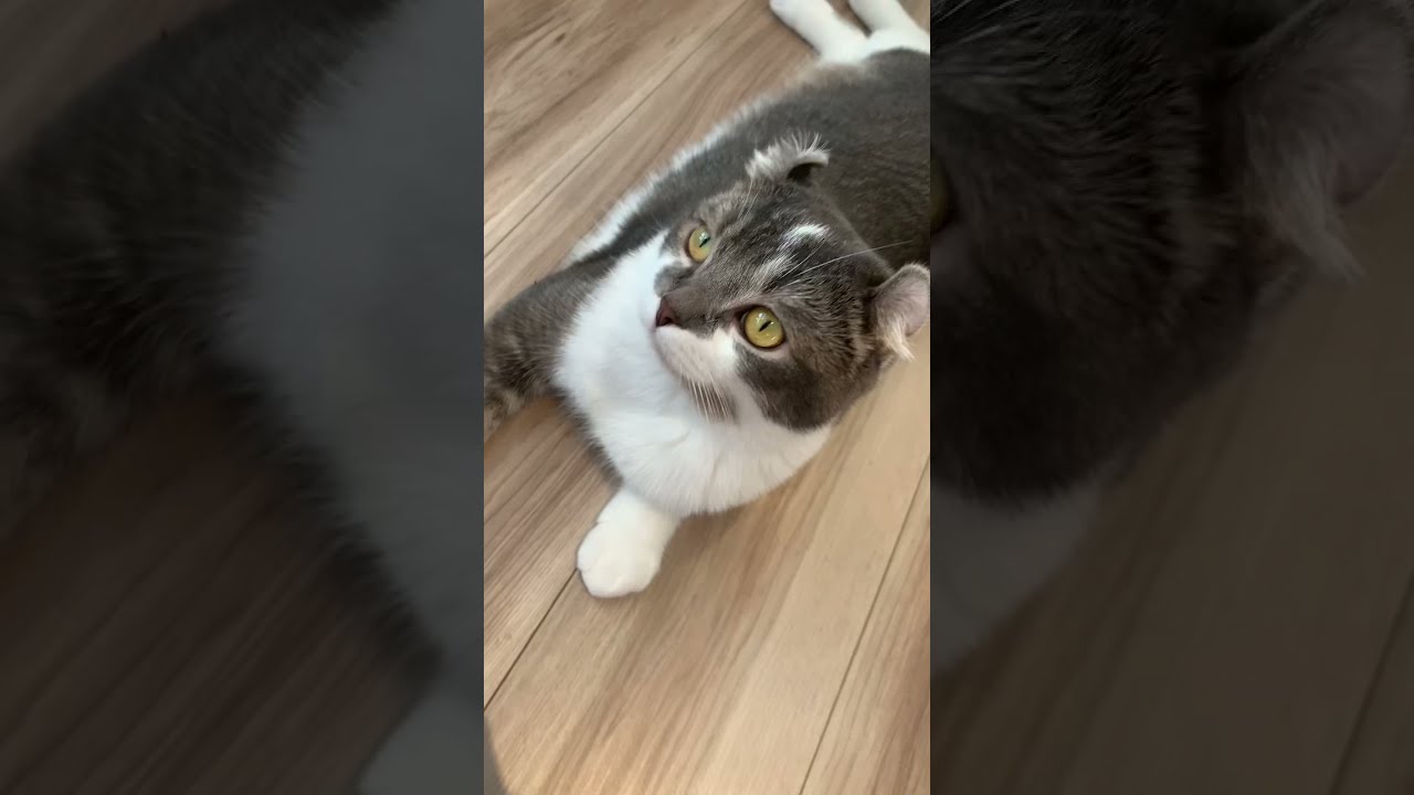 【アメリカンカール】たぴフェチのためのたぴ動画【子猫】