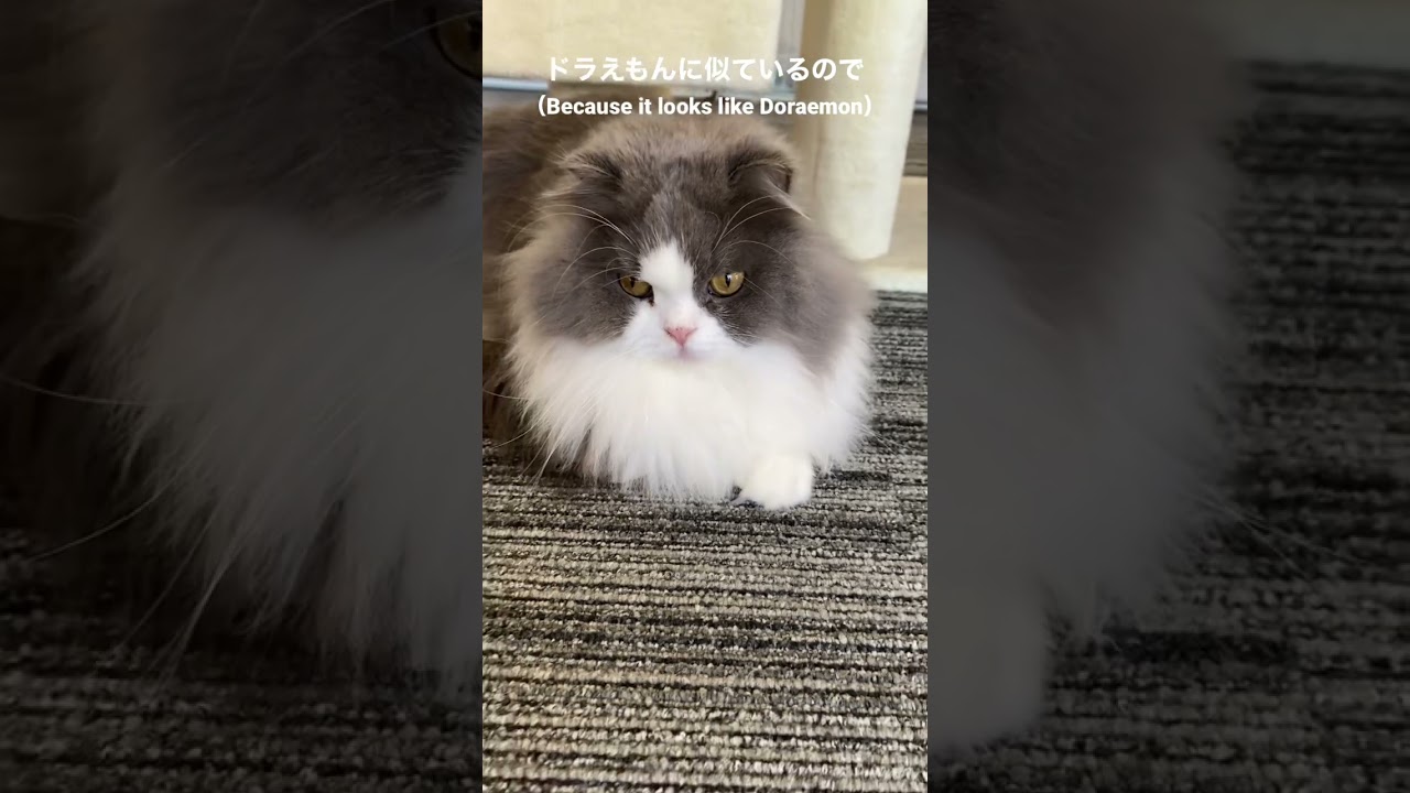 ロン毛になったドラえもん😅（Doraemon with long hair）#どらえもん #猫 #子猫