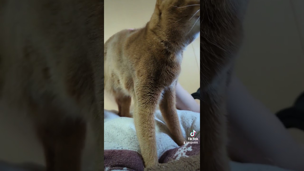 3/18ゴロゴロあびにゃん（´・ω・`） #cat #猫 #ねこ #アビシニアン