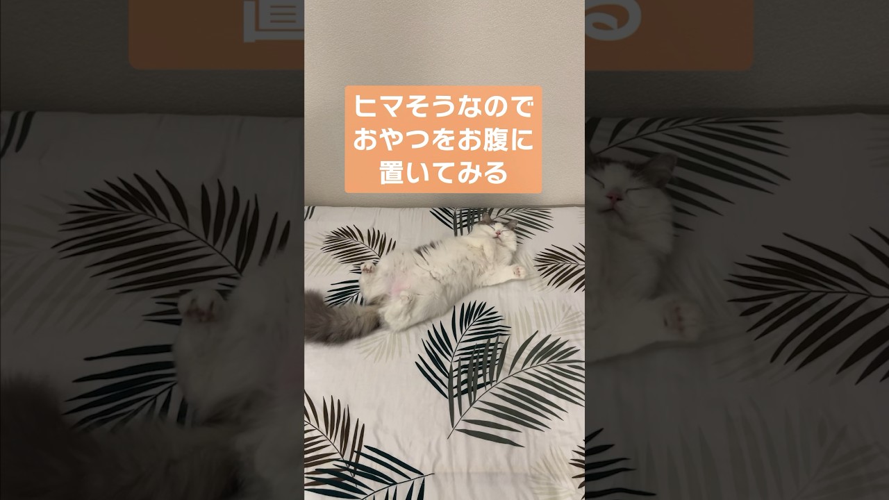 おまぬけさん😂 #cat #ragamuffin #ねこ #ラガマフィン #へそ天 #shorts