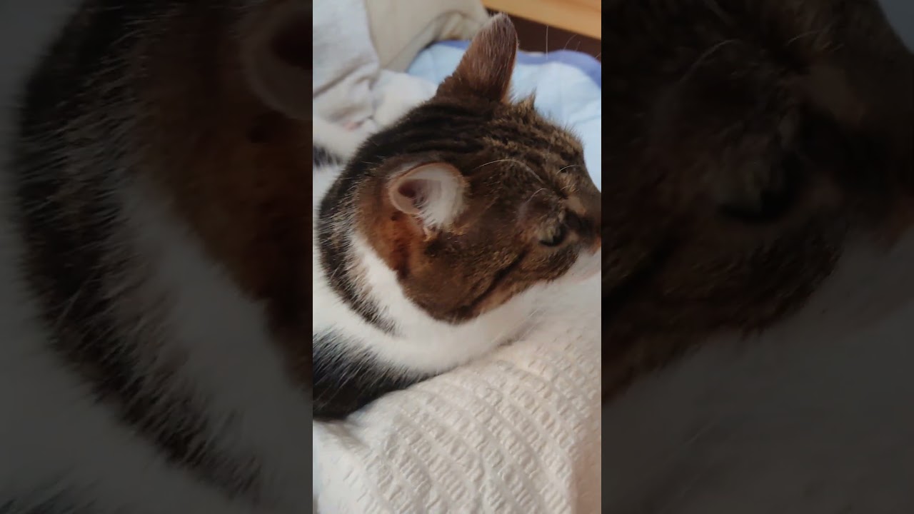 【猫】3姉弟のんびりタイム☆ 2023/11/14【ベンガル・アメリカンカール・スコティッシュフォールド】#shorts