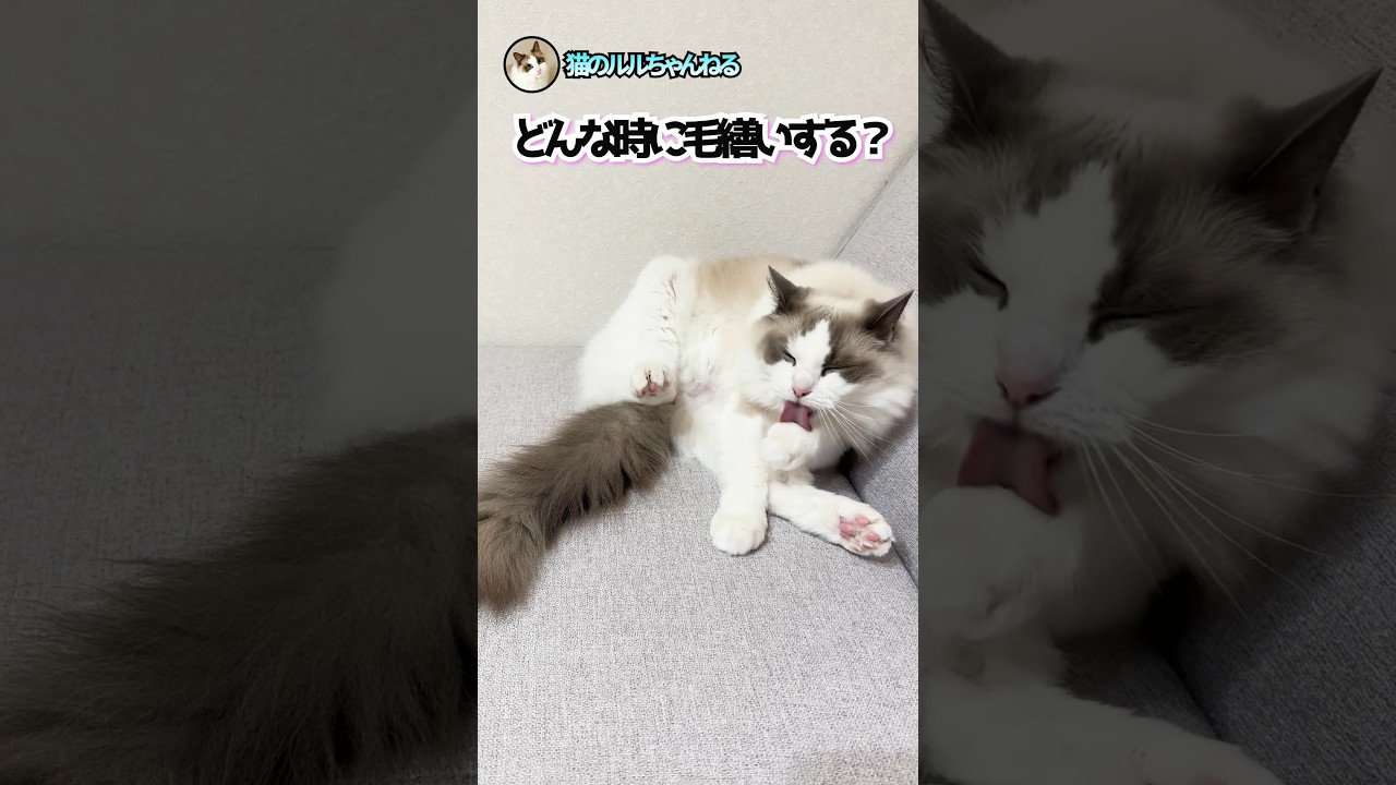 猫が毛繕いするのはこんな時 #ラグドール #ragdoll #猫 #shorts