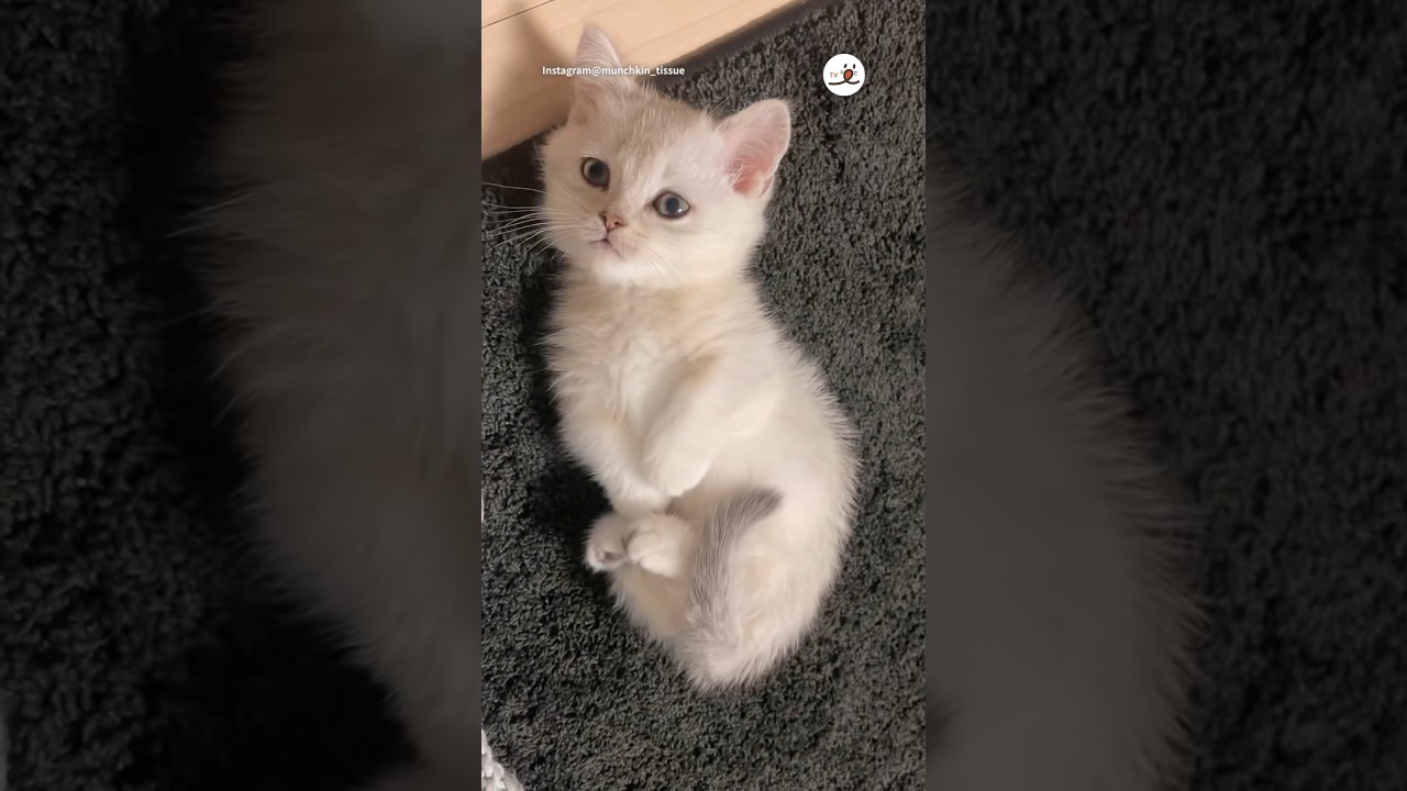 恥ずかしがり屋さんなのかな🥰｜PECO #子猫 #マンチカン #子猫のいる生活 #愛猫家 #munchkin #kitten #kittenlife #catlover