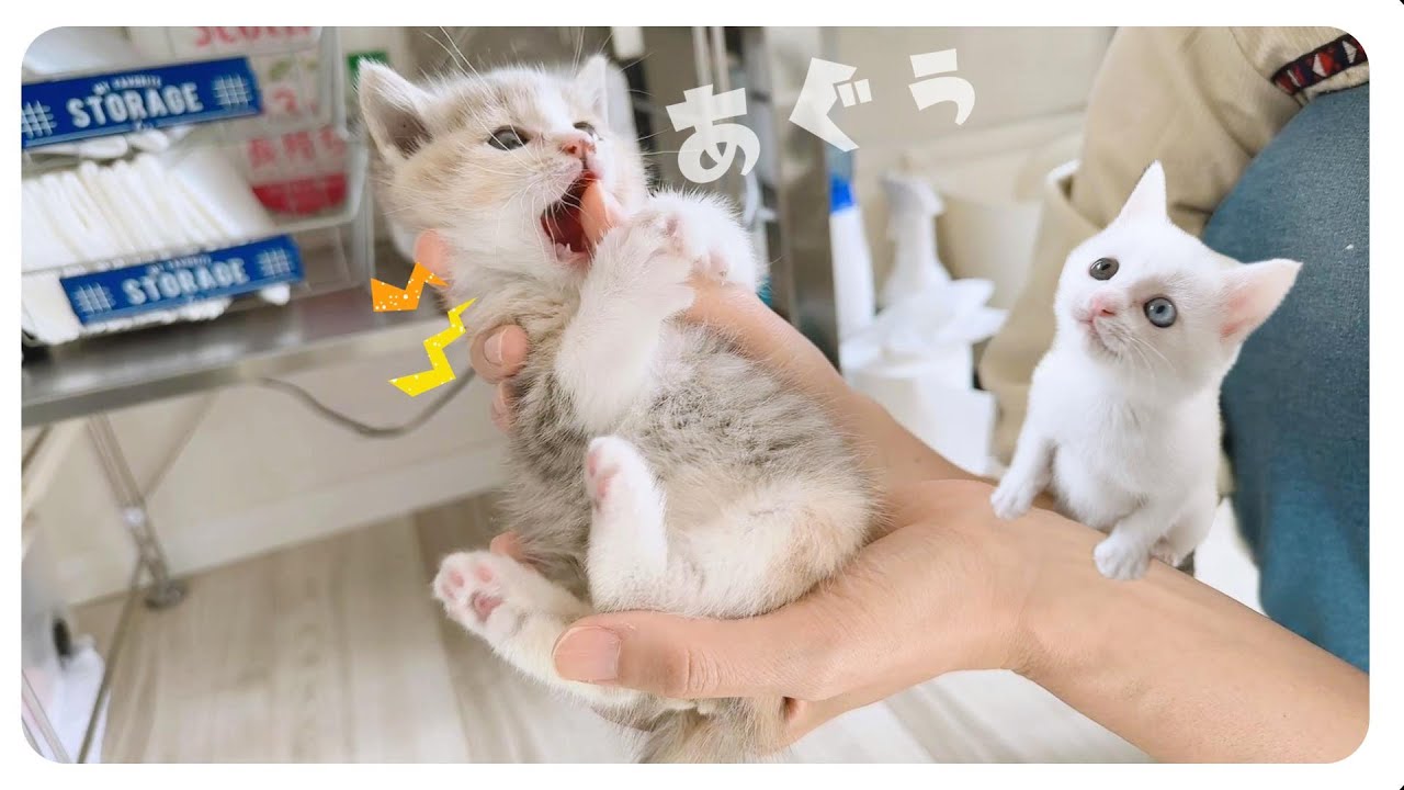 白い子猫の遊びを見て覚えようとする姿がかわいすぎる【保護猫生活34日目】
