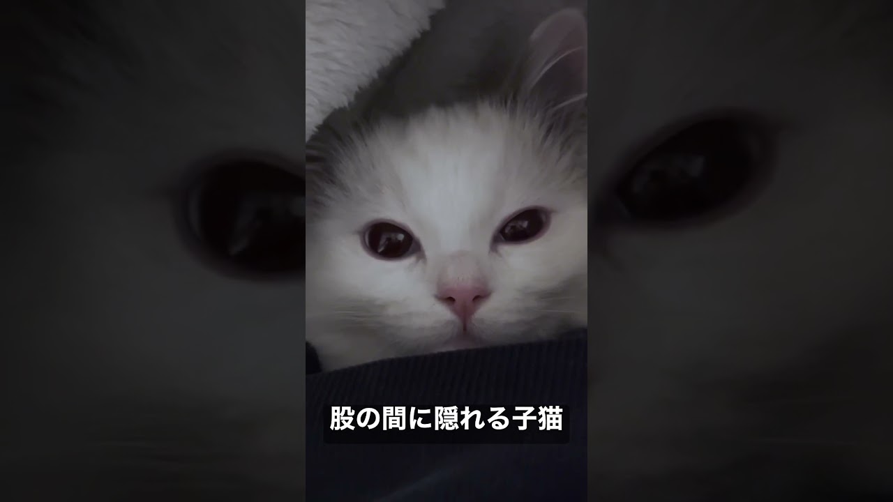 Vlog #38｜股の間に隠れる子猫 #shorts #テミー #ラグドール #猫 #子猫 #アンダーテール