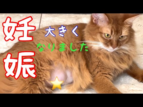 【妊娠】母乳を吸いやすくしました❗️【ソマリ】