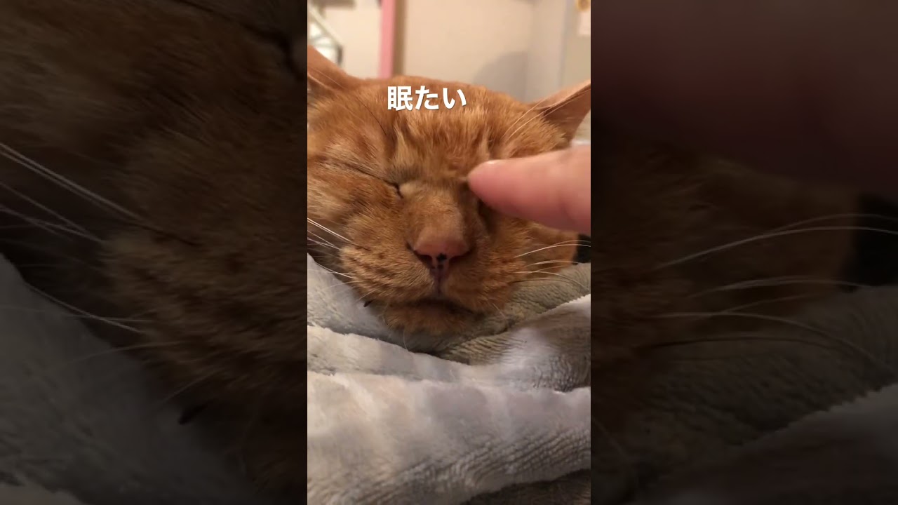 #猫#保護猫#猫のいる暮らし#先住猫#新入猫#譲渡会#cat#ネコ#ねこ#猫好き#茶トラ#黒猫#鍵尻尾#ボブテイル#茶トラ女子部